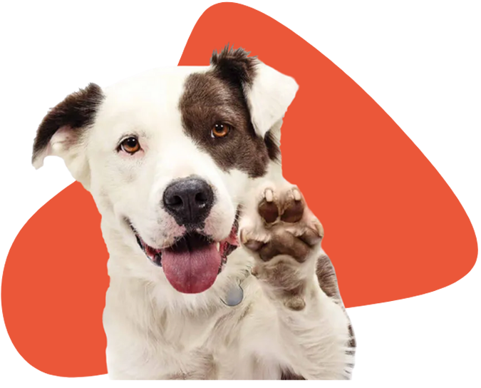 Foto de um cachorro