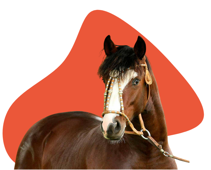 Foto de um cavalo