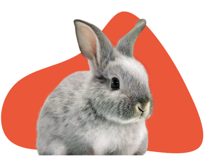 Foto de um coelho