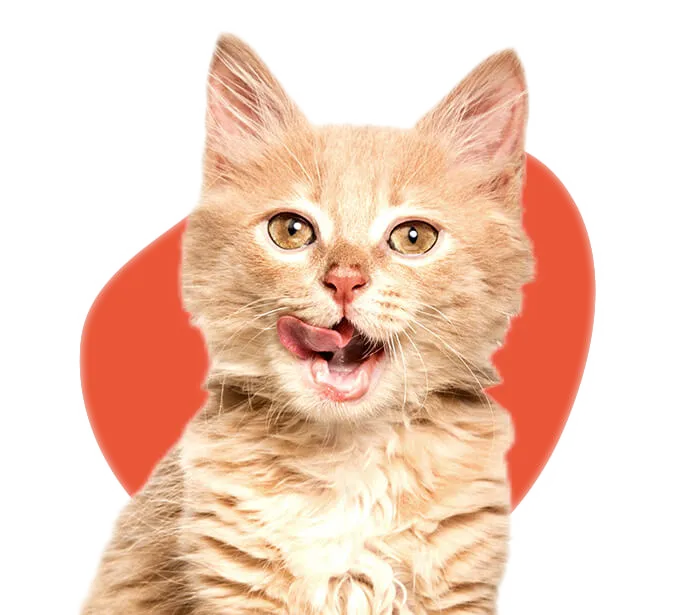 Foto de um gato