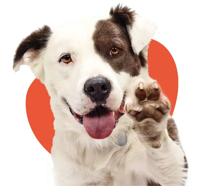 Foto de um cachorro