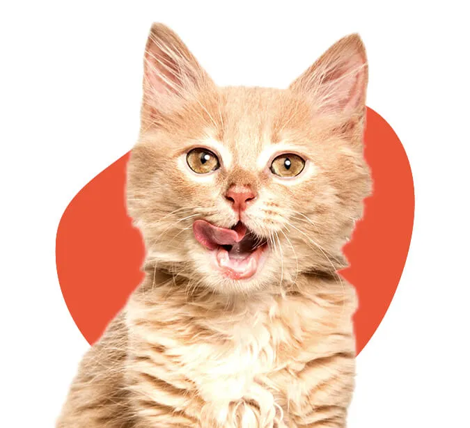 Foto de um gato